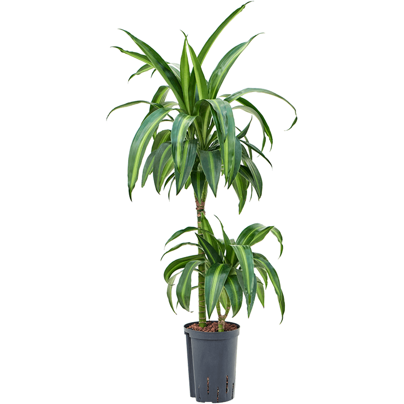 Dracaena fragrans 'Hawaiian Sunshine'