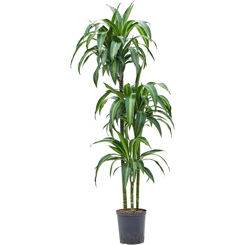 Dracaena fragrans 'Hawaiian Sunshine'