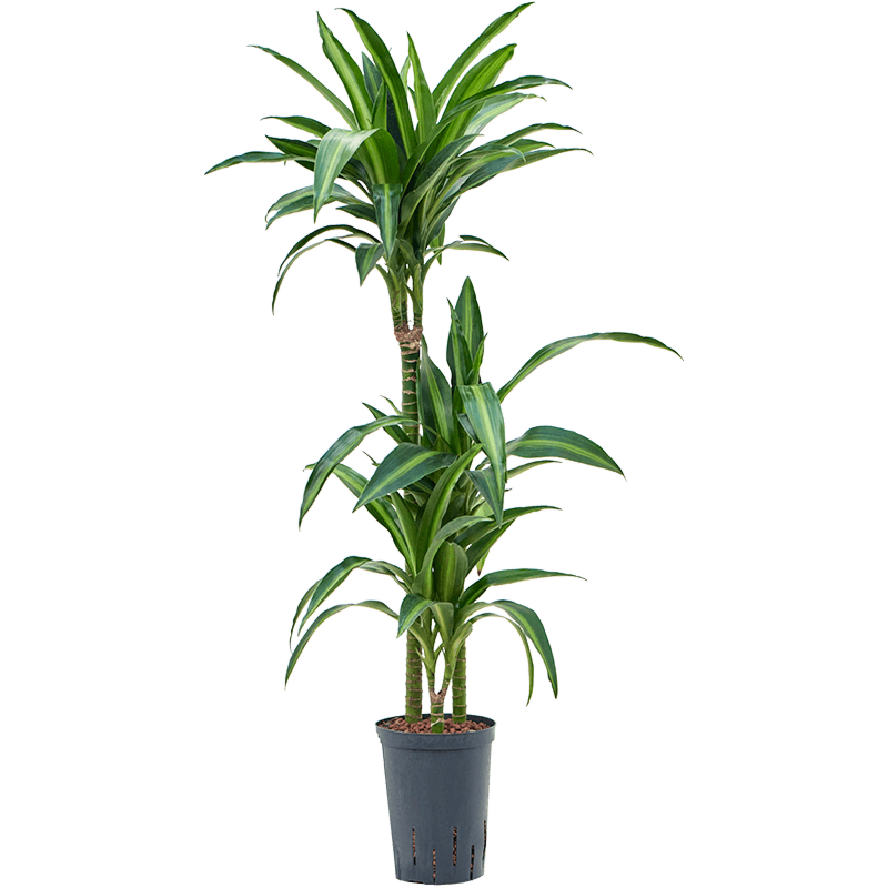 Dracaena fragrans 'Hawaiian Sunshine'