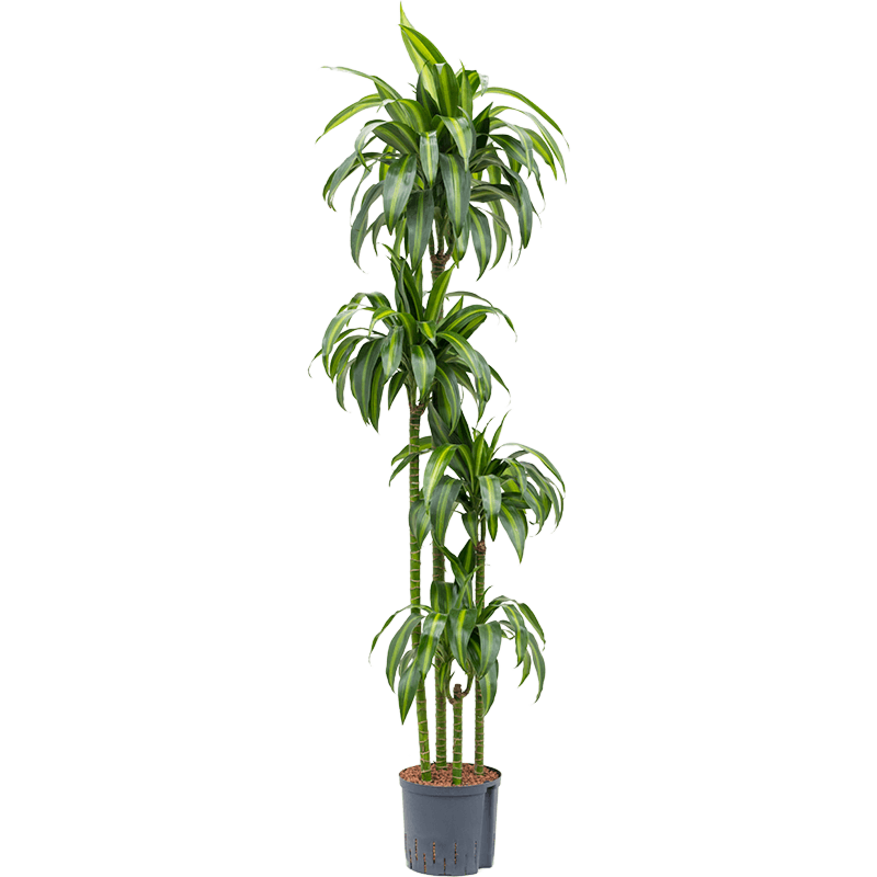 Dracaena fragrans 'Hawaiian Sunshine'