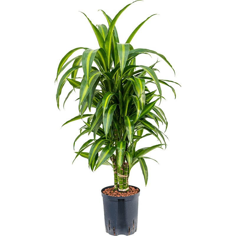 Dracaena fragrans 'Hawaiian Sunshine'
