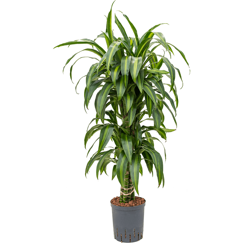 Dracaena fragrans 'Hawaiian Sunshine'