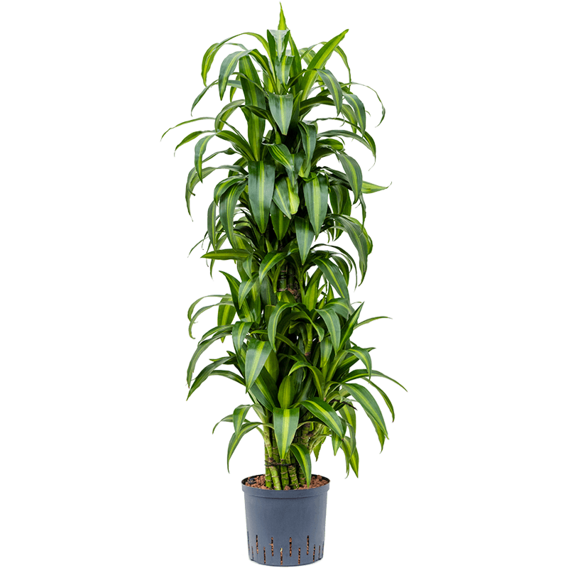 Dracaena fragrans 'Hawaiian Sunshine'