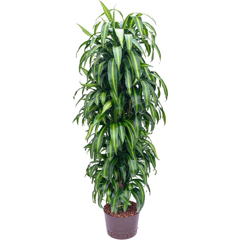 Dracaena fragrans 'Hawaiian Sunshine'