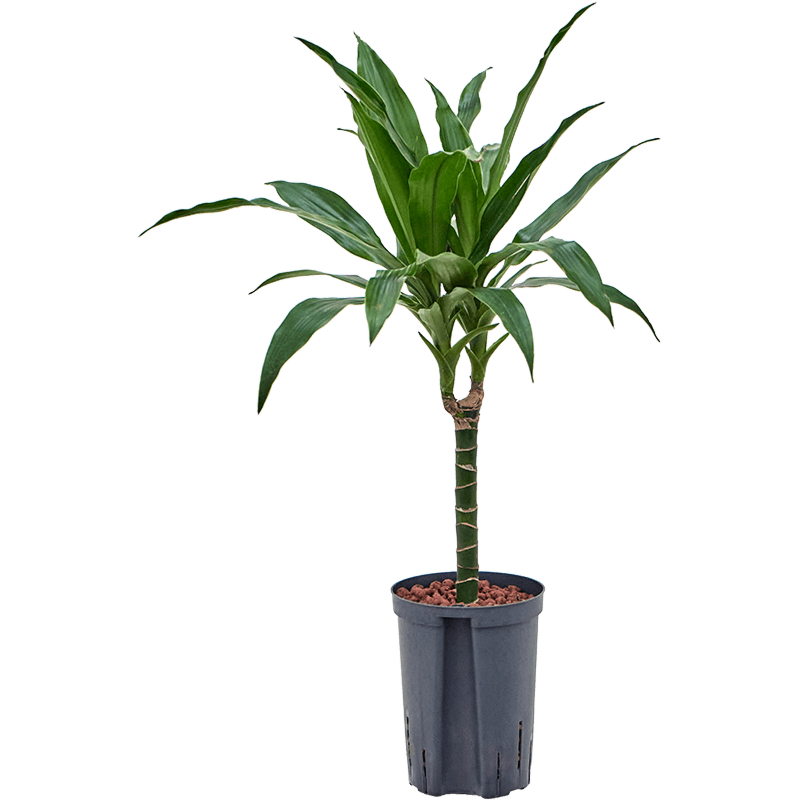 Dracaena fragrans 'Janet Craig'