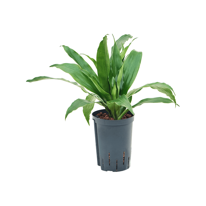 Dracaena fragrans 'Janet Craig'