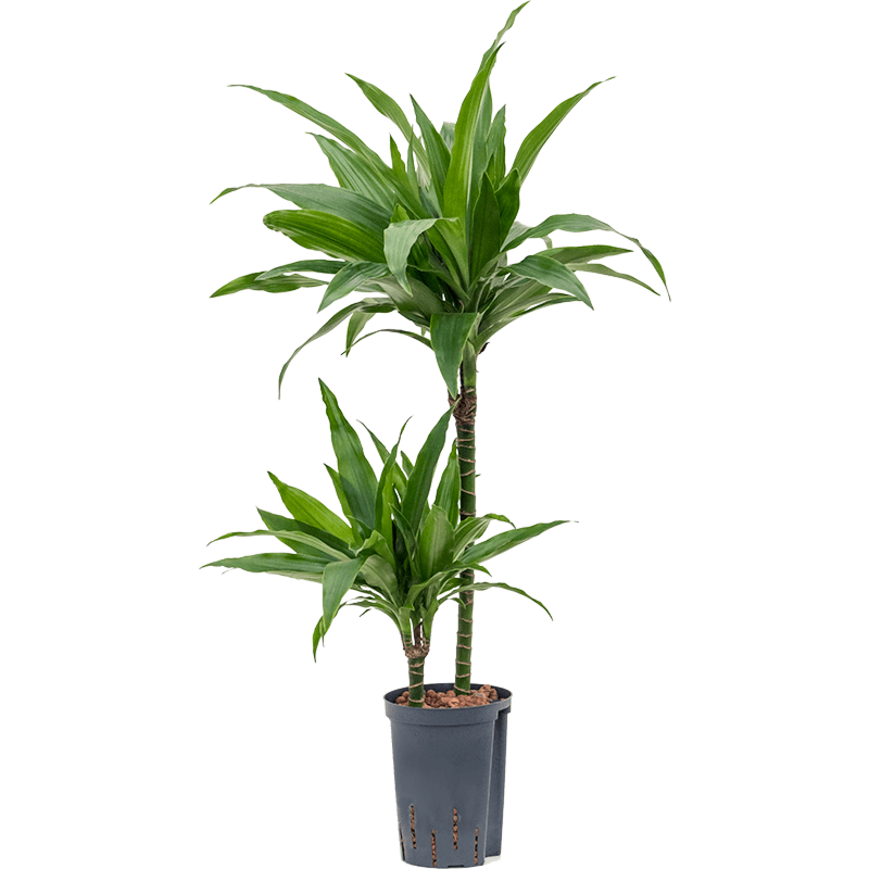 Dracaena fragrans 'Janet Craig'