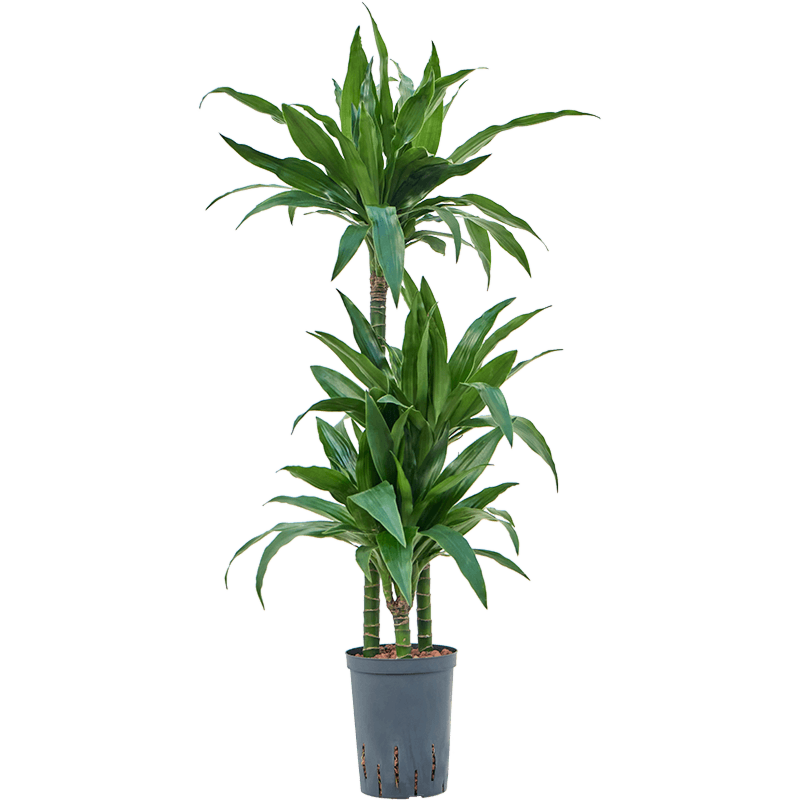 Dracaena fragrans 'Janet Craig'