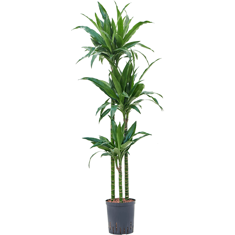 Dracaena fragrans 'Janet Craig'