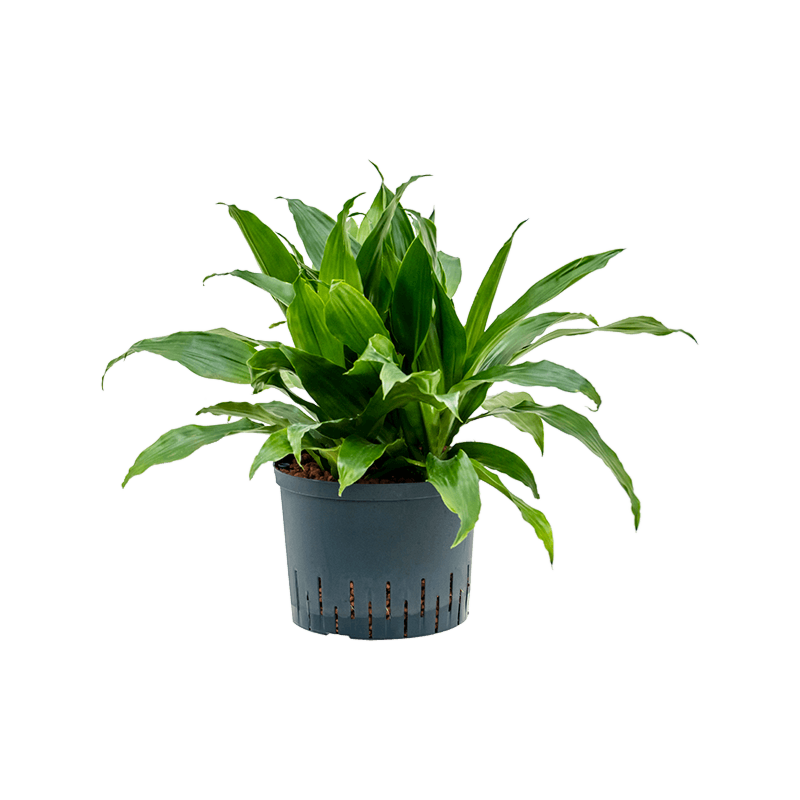 Dracaena fragrans 'Janet Craig'