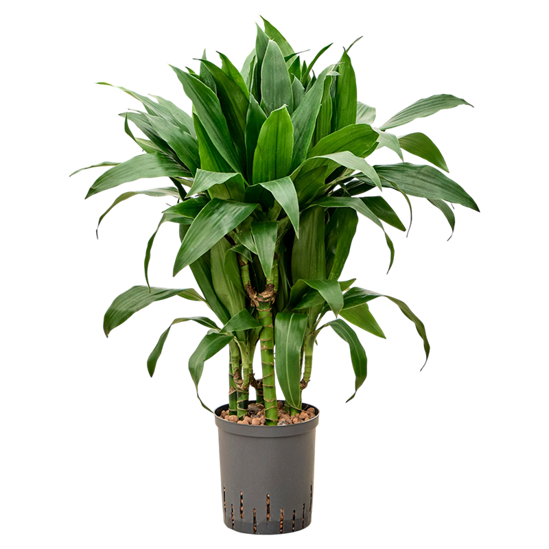 Dracaena fragrans 'Janet Craig'