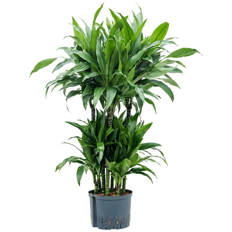Dracaena fragrans 'Janet Craig'