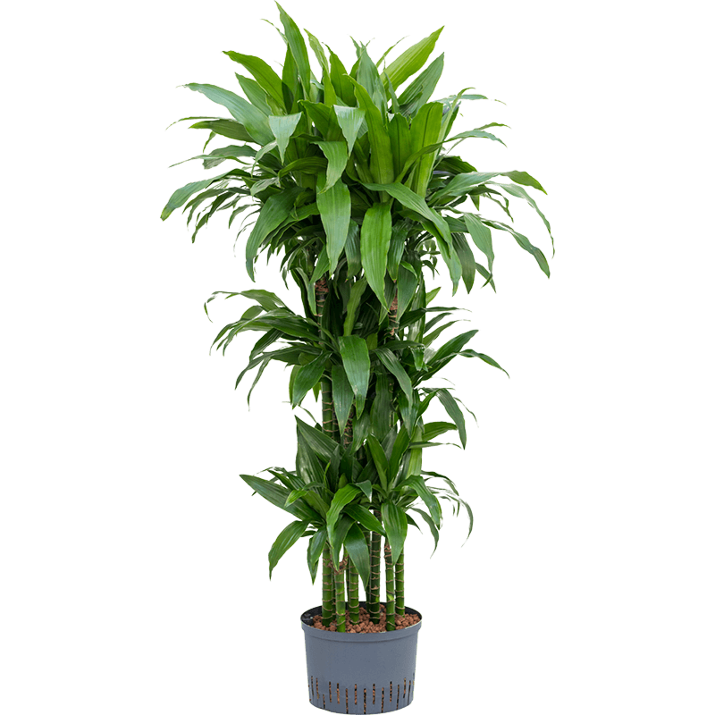 Dracaena fragrans 'Janet Craig'