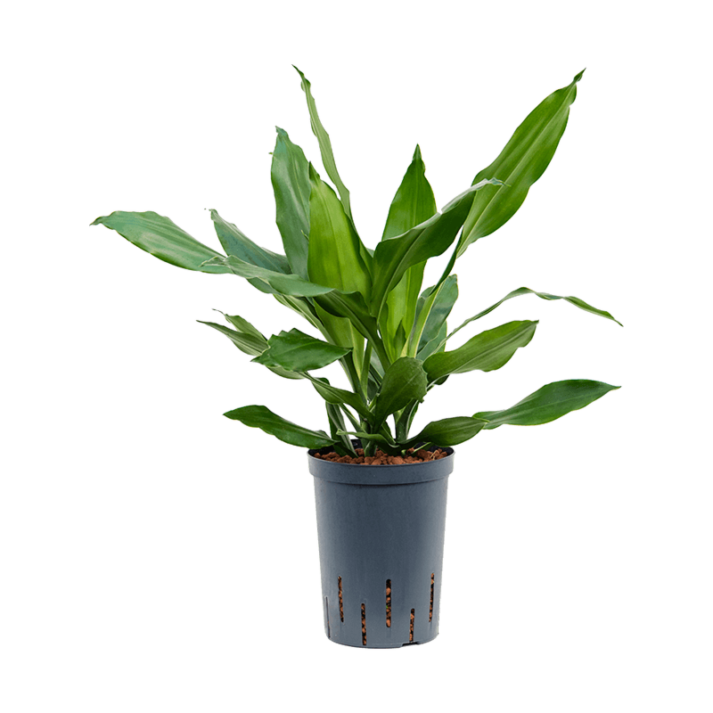 Dracaena fragrans 'Janet Lind'