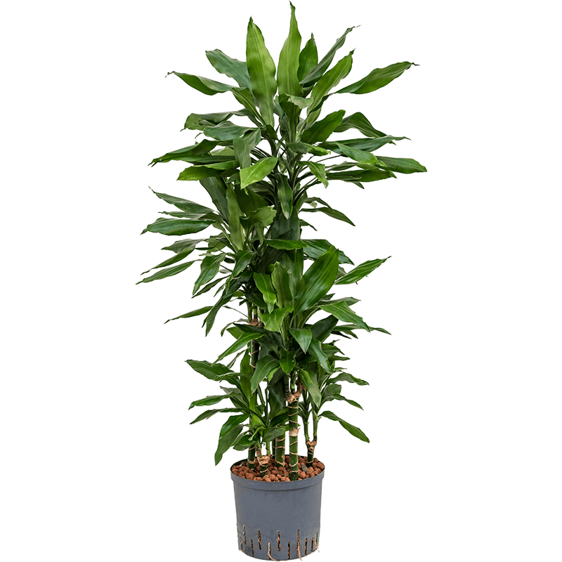 Dracaena fragrans 'Janet Lind'