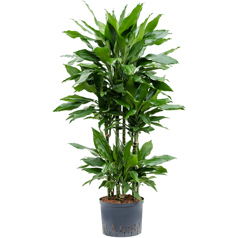 Dracaena fragrans 'Janet Lind'