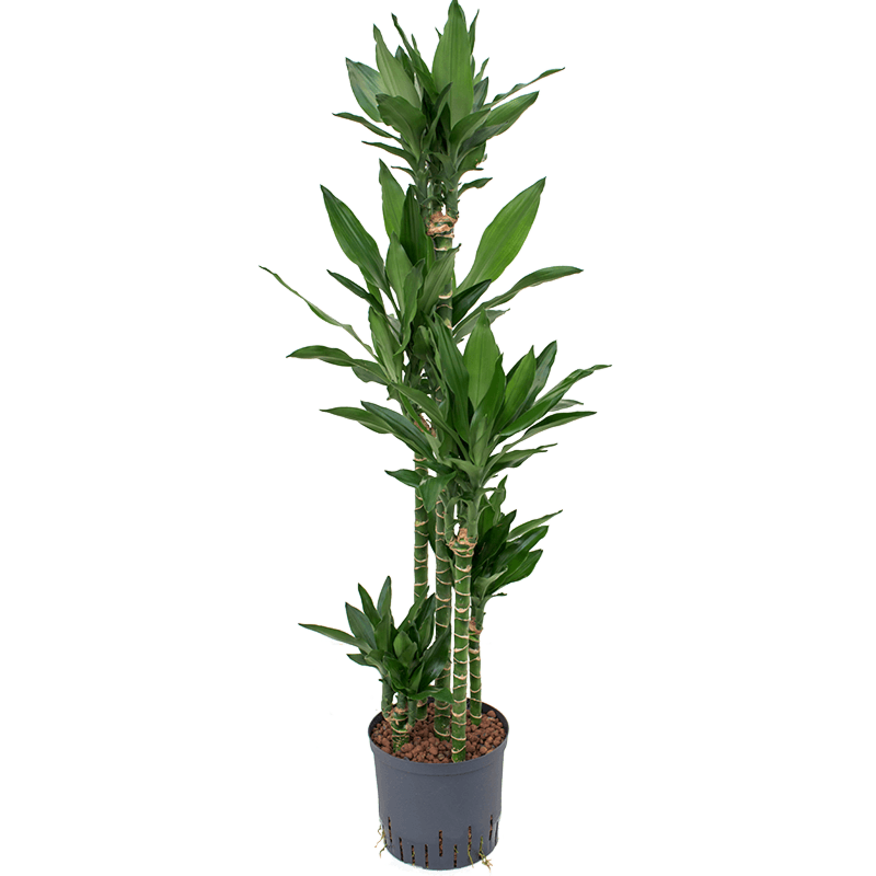 Dracaena fragrans 'Janet Lind'