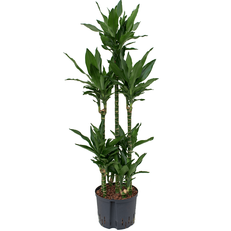 Dracaena fragrans 'Janet Lind'