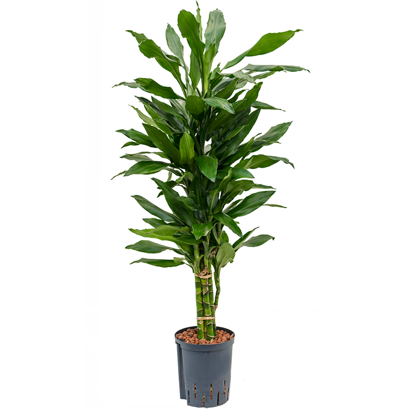 Dracaena fragrans 'Janet Lind'