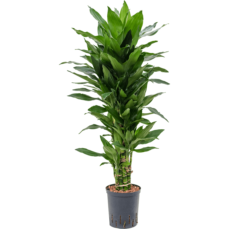 Dracaena fragrans 'Janet Lind'