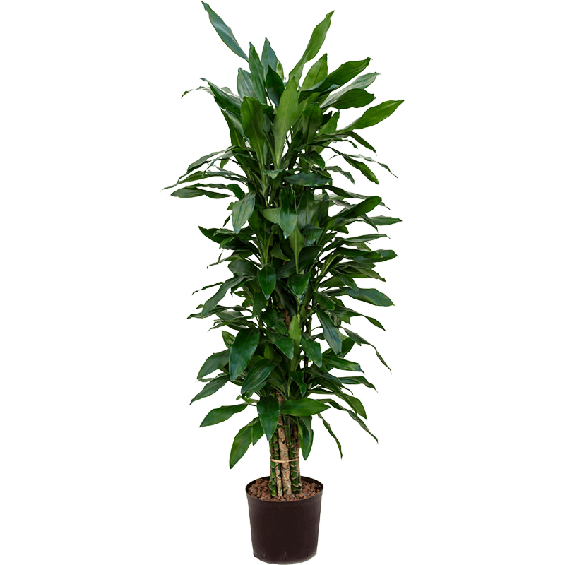 Dracaena fragrans 'Janet Lind'