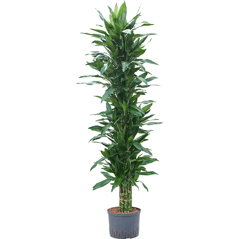 Dracaena fragrans 'Janet Lind'