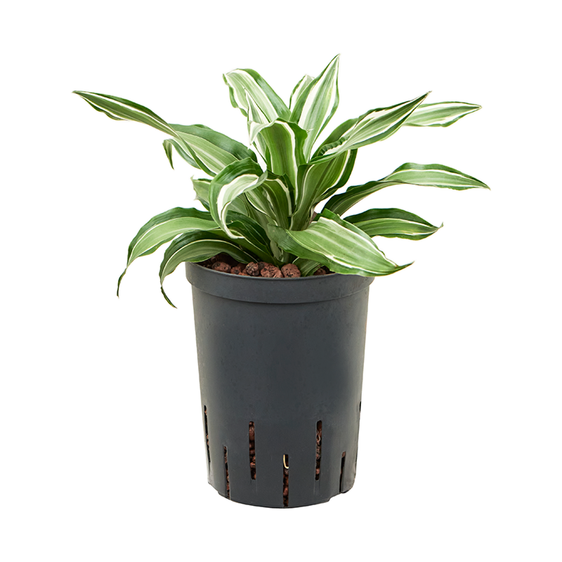 Dracaena fragrans 'Kanzi'