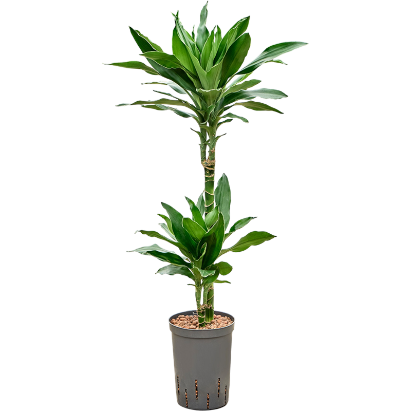 Dracaena fragrans 'Janet Lind Gold'
