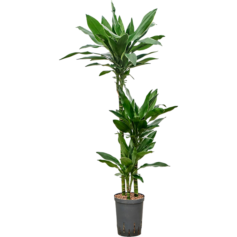 Dracaena fragrans 'Janet Lind Gold'