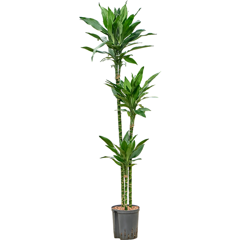 Dracaena fragrans 'Janet Lind Gold'
