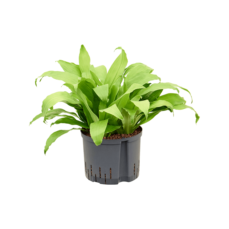 Dracaena fragrans 'Limelight'