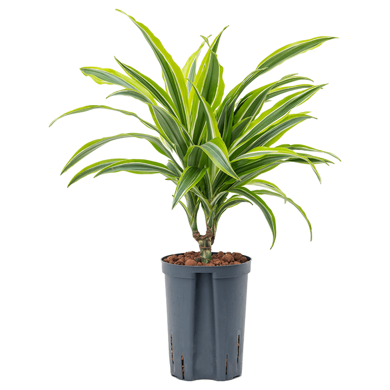 Dracaena fragrans 'Lemon Lime'