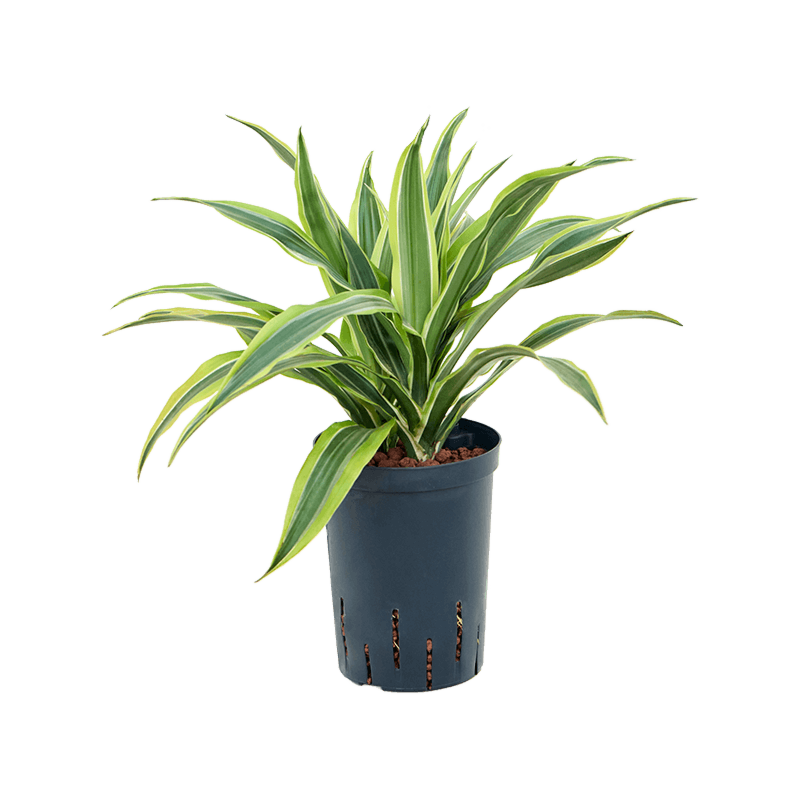 Dracaena fragrans 'Lemon Lime'