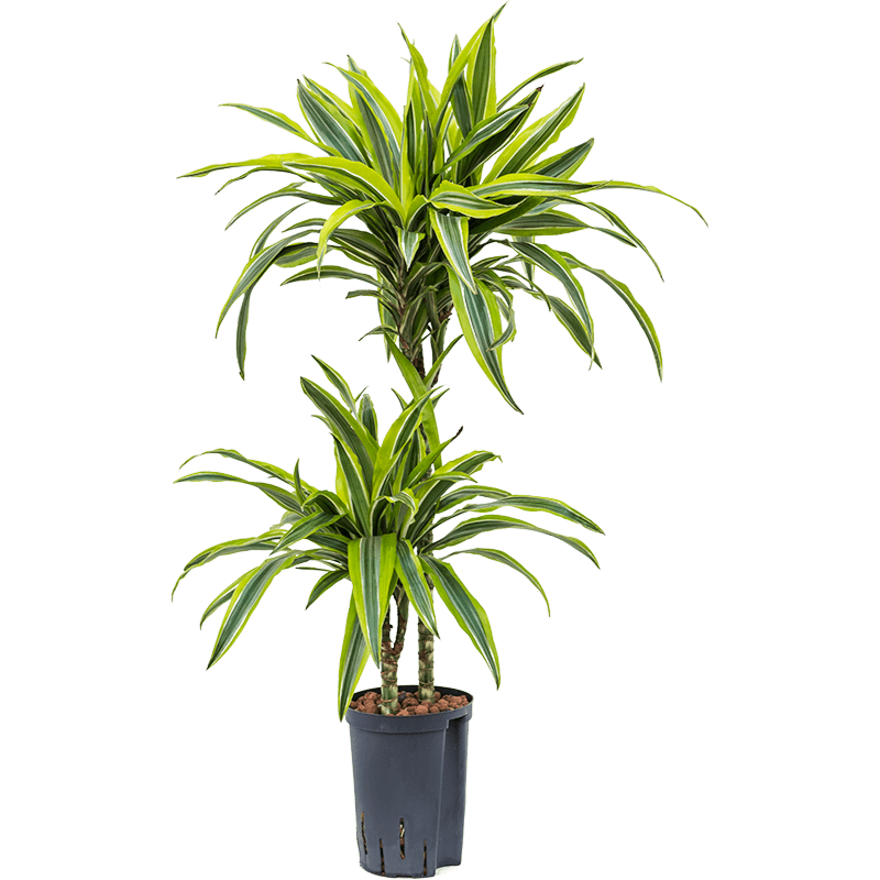 Dracaena fragrans 'Lemon Lime'