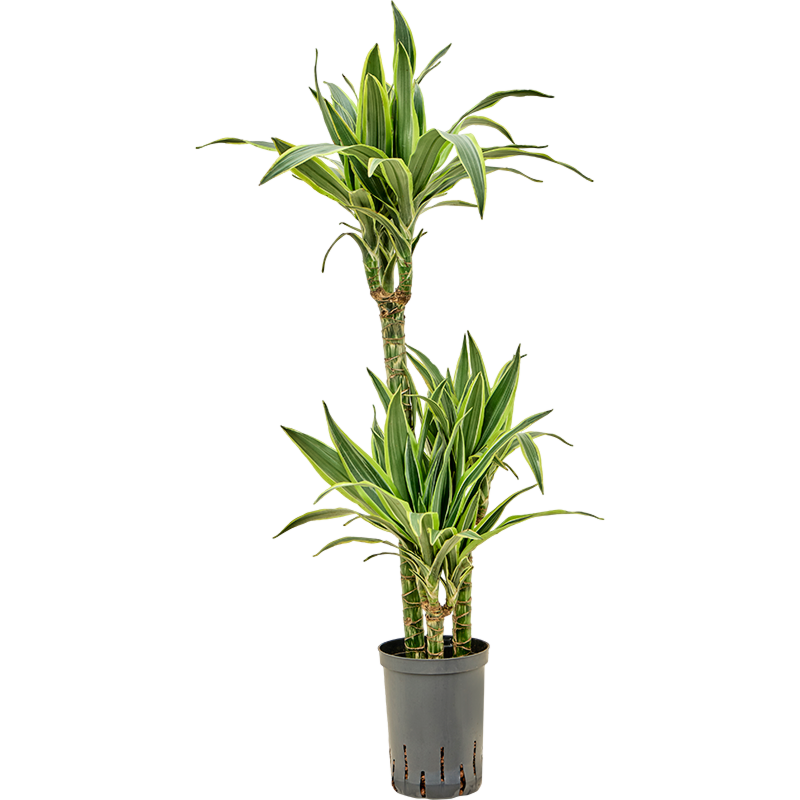 Dracaena fragrans 'Lemon Lime'