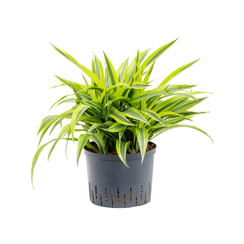 Dracaena fragrans 'Lemon Lime'
