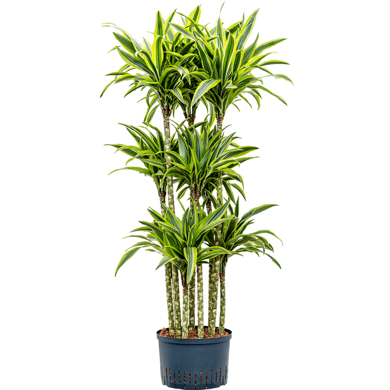 Dracaena fragrans 'Lemon Lime'