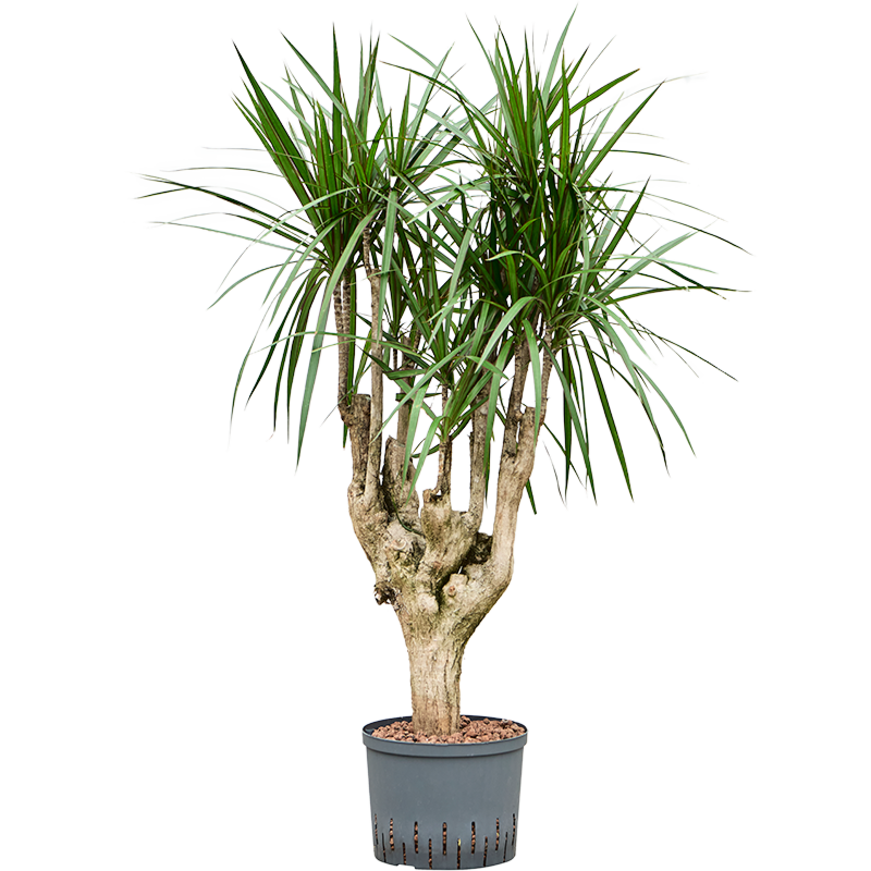 Dracaena marginata