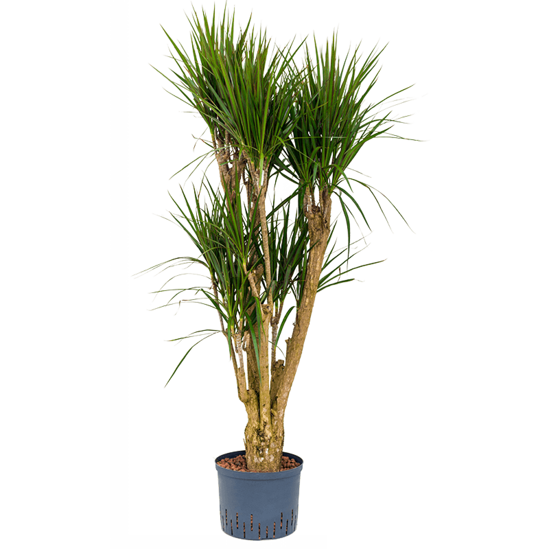 Dracaena marginata