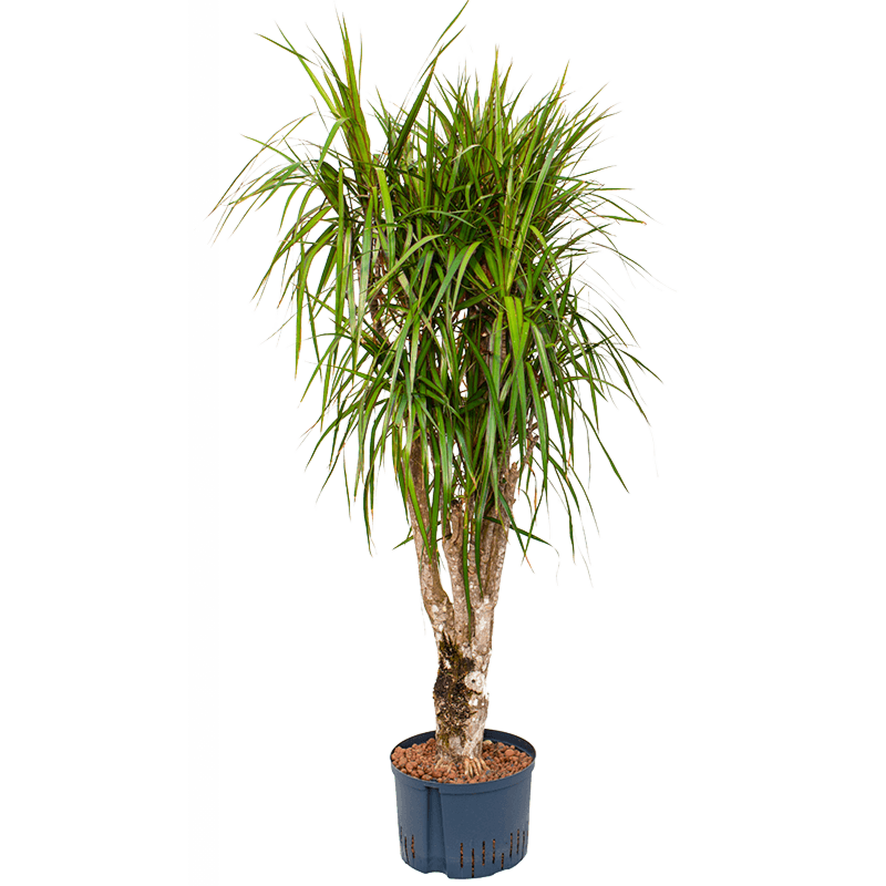 Dracaena marginata