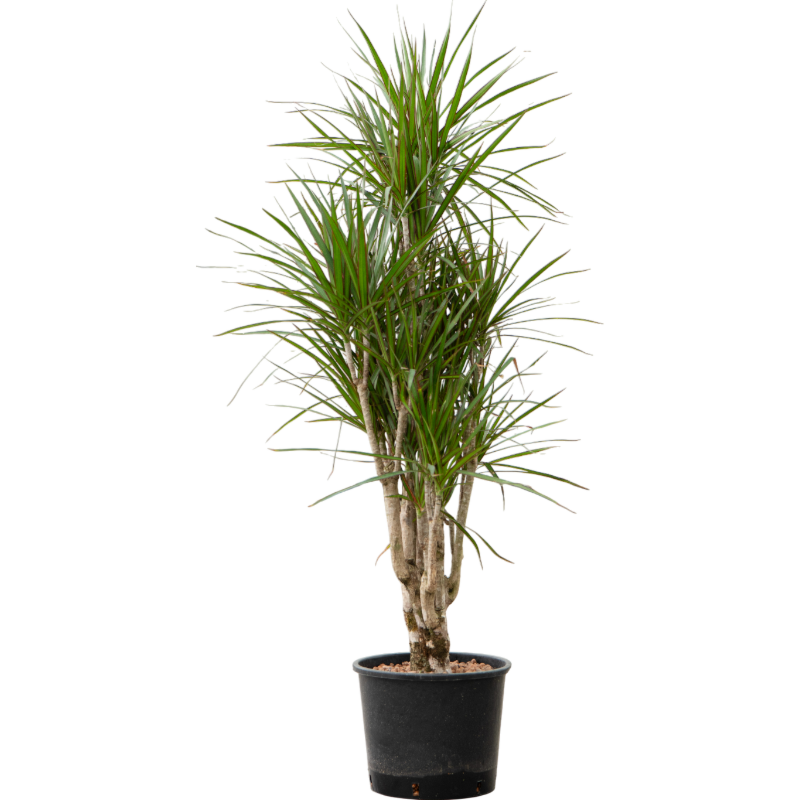 Dracaena marginata