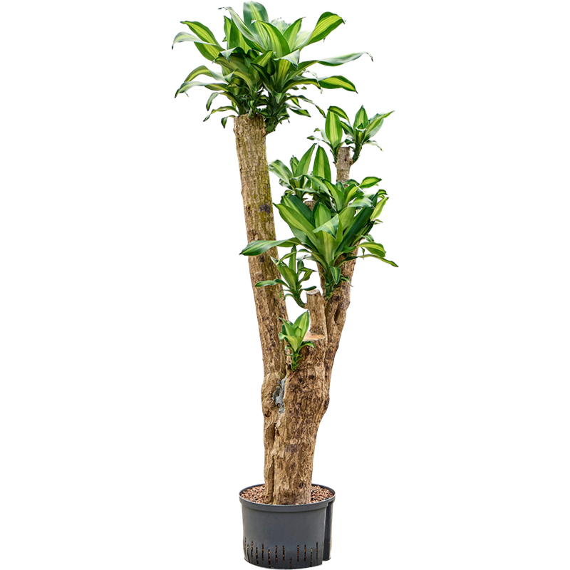 Dracaena fragrans 'Massangeana'