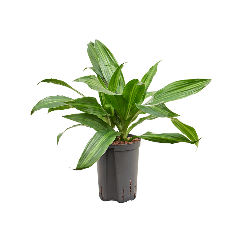 Dracaena fragrans 'Rainbow'