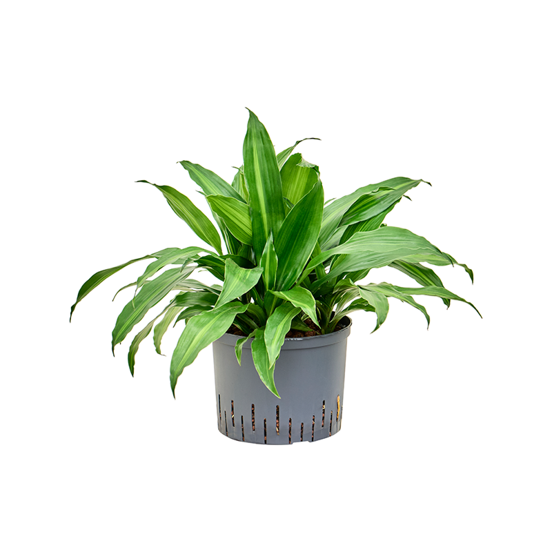 Dracaena fragrans 'Rainbow'