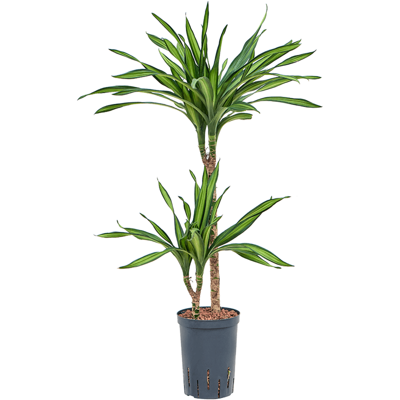 Dracaena fragrans 'Riki'