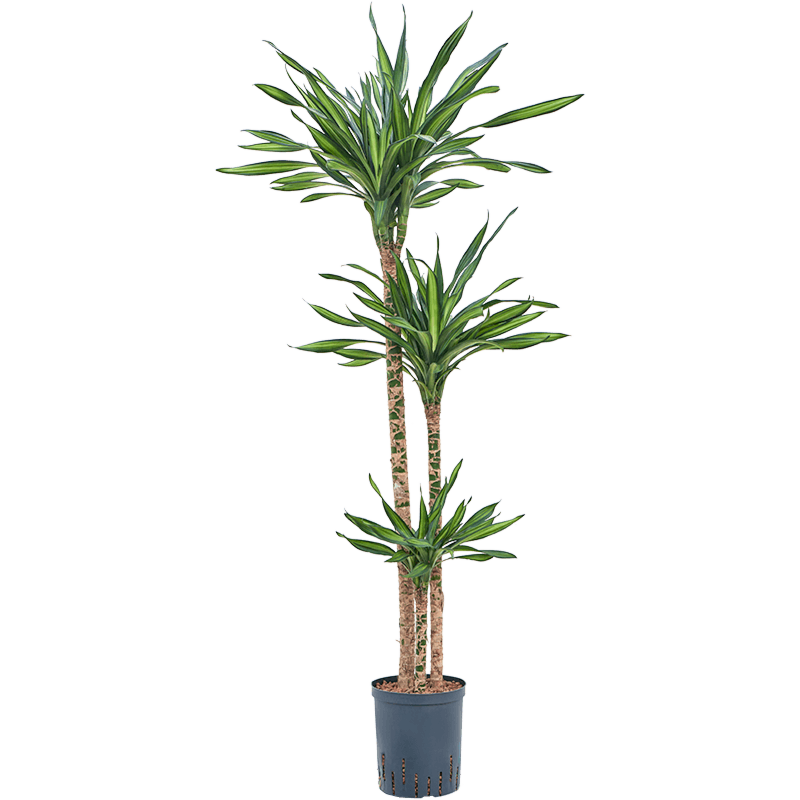 Dracaena fragrans 'Riki'