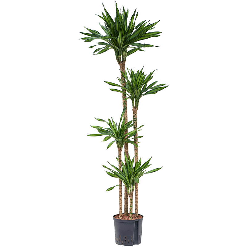 Dracaena fragrans 'Riki'
