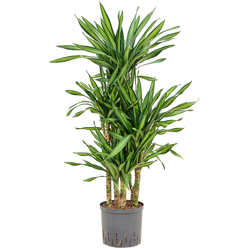 Dracaena fragrans 'Riki'