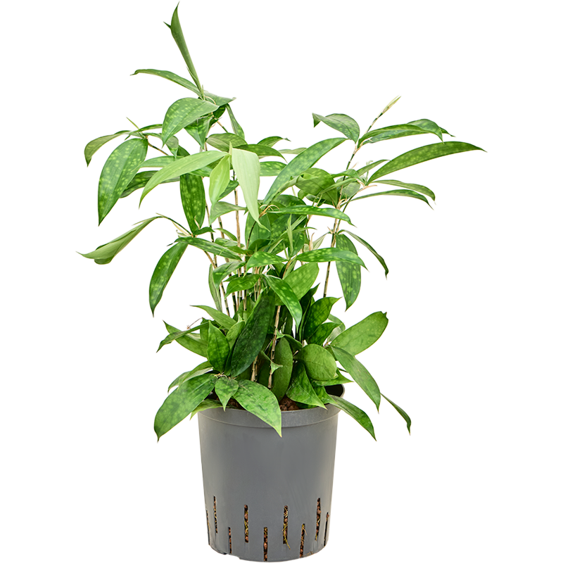 Dracaena surculosa