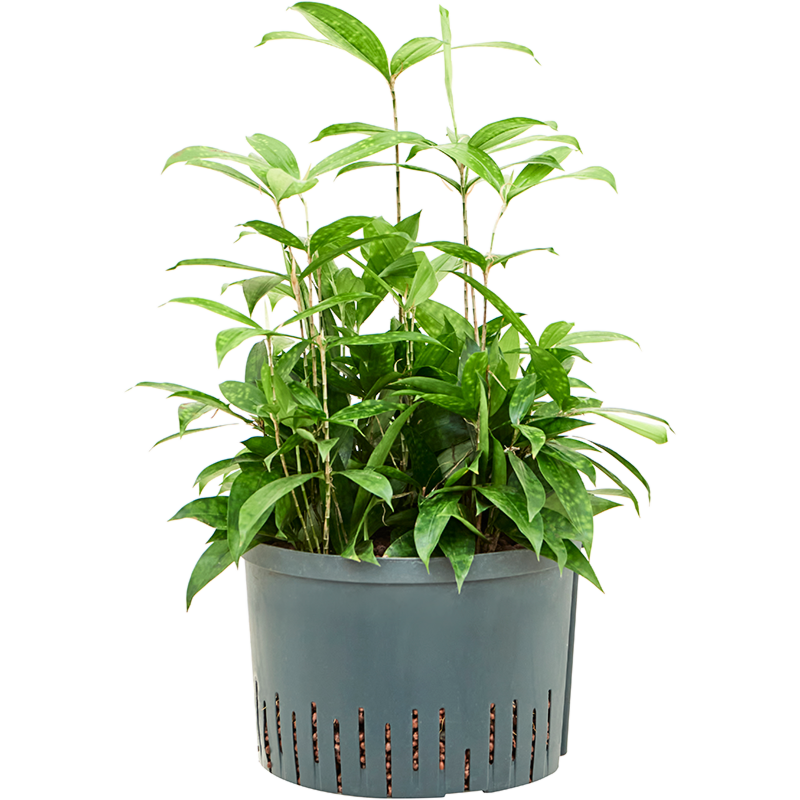 Dracaena surculosa